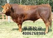 小牛犊，架子牛,育成牛,牛犊图1