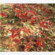 红叶石楠，红叶石楠栽培，红叶石楠图1