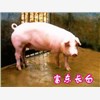富东山东种猪场供应猪苗，潍坊猪苗