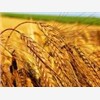 小麦玉米糯米高粱大米图1