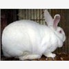 纯种獭兔种兔价格，纯种獭兔养殖场图1