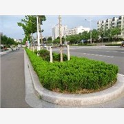 高家供应山东路边石|五莲花路边石图1
