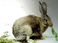 肉兔的养殖技术 优种肉兔品种