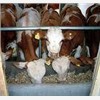 养牛场兰考肉牛养殖基地兰考肉牛犊图1