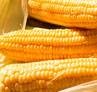 武汉龙科信求购小麦、玉米、豆粕