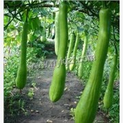 天下奇瓜—砍瓜种子