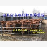 山东省政府指定牛羊养殖场