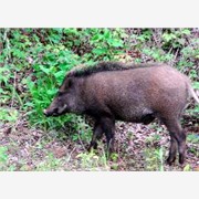 安徽省长白山野猪生态养殖基地图1
