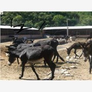 养驴-养驴场-养驴基地-肉驴养殖图1