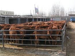 牛-养牛-肉牛-养牛场-种牛犊图1