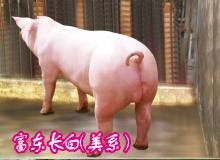 供应种猪，山东种猪场，中国种猪信