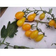 黄洋梨番茄图1