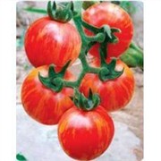 五彩番茄黄红彩丽人图1