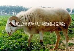 山东重要的牛羊养殖场