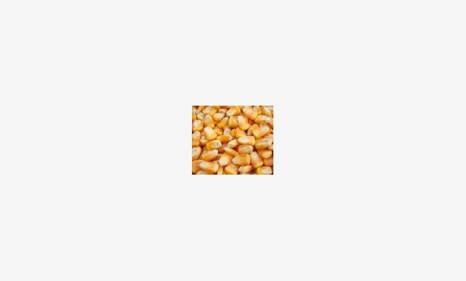 玉米 小麦