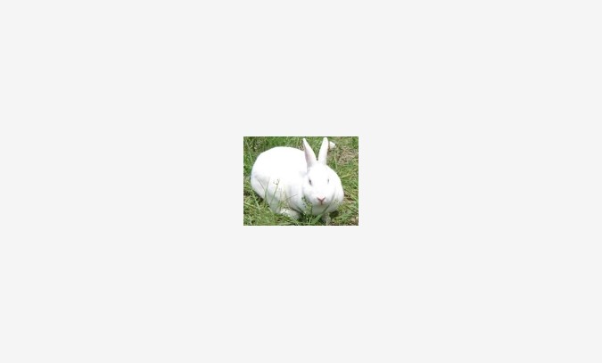 肉兔养殖场-养兔技术视频-养兔网