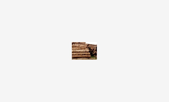 国行木业樟子松板材，樟子松板材，