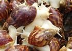 白玉蜗牛种苗，白玉蜗牛，白玉蜗牛