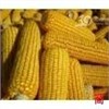 玉米小麦及麸皮鱼粉等大量农产品图1