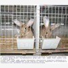 供应野兔种苗|野兔种苗价格|野兔图1