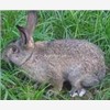 供应比利时野兔,优质比利时野兔养