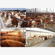 中国最大的养牛基地 秦川牛的养殖