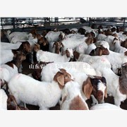 2010波尔山羊最新价格济宁肉牛