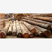 国行木业铁杉口料销售，供应优质铁图1