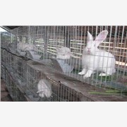 供应獭兔养殖网|獭兔养殖前景|獭