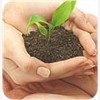 济南柳荷农业科技公司提供荷花种植图1
