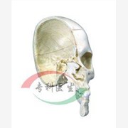 颅模型,骨半颅,4部分【上海广育