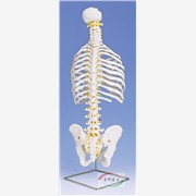 男性骨盆骨骼模型【上海广育】图1