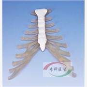 骶骨和胸尾骨模型【上海广育】