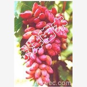 【优质红芭拉蒂葡萄苗|红提葡萄苗