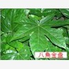 桂花树苗价格网,桂花树苗 ,桂花图1