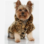 2012年最新款宠物服装 狗狗衣