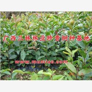 油茶树，油茶苗，油茶培育基地