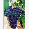 优质红宝石葡萄苗,黑香蕉葡萄葡萄