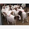 供应肉羊品种，肉羊价格，肉羊养殖