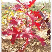常年供应北美红栎优质变色好小苗，