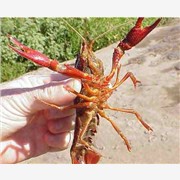 农大高产优质小龙虾种