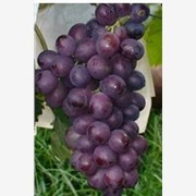 各种优质葡萄苗,早熟葡萄,红宝石