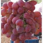 各种优质葡萄苗木,无核红宝石葡萄