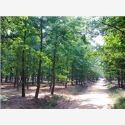 银杏树价格表银杏树1－50公分报
