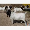 常年出售种羊品种，种羊价格，种羊
