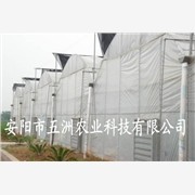 无支柱大棚建设 塑料大棚支架 复