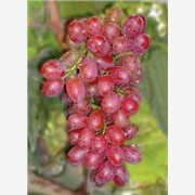各种优质葡萄苗,红宝石葡萄苗,山