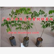 东莞格木树种，潮州格木基地，广东