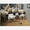 供应波尔山羊种羊，种羊品种齐全忠