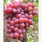 优质葡萄苗,红宝石葡萄苗,威海葡
